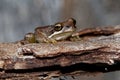 Southern Brown Tree Frog - Litoria ewingi, whistling tree frog or Ewing`s tree frog, species of tree frog native to Australia Royalty Free Stock Photo