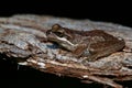 Southern Brown Tree Frog - Litoria ewingi, whistling tree frog or Ewing`s tree frog, species of tree frog native to Australia Royalty Free Stock Photo