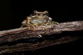 Southern Brown Tree Frog - Litoria ewingi, whistling tree frog or Ewing`s tree frog, species of tree frog native to Australia Royalty Free Stock Photo