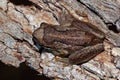 Southern Brown Tree Frog - Litoria ewingi, whistling tree frog or Ewing`s tree frog, species of tree frog native to Australia Royalty Free Stock Photo