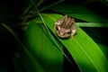 Southern Brown Tree Frog - Litoria ewingi, whistling tree frog or Ewing`s tree frog, species of tree frog native to Australia Royalty Free Stock Photo