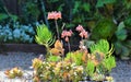 Southern California Gardening Requires a Green Thumb and Very Little Water Royalty Free Stock Photo