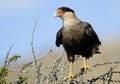 Southern Caracara