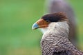 Southern Caracara