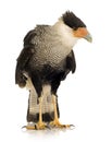 Southern Caracara (3 years) - Polyborus plancus