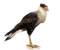 Southern Caracara (3 years) - Polyborus plancus