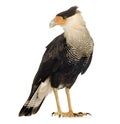 Southern Caracara (3 years) - Polyborus plancus