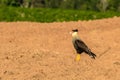 Southern Caracara Caracara plancus perched on an area of soil for planting, on a farm