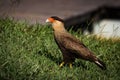 Southern Caracara