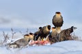 Southern Caracara plancus, in morning light. Bird of prey eating guanaco carcass. Wildlife scene from nature, South America,