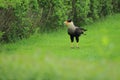 Southern caracara Royalty Free Stock Photo