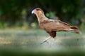 Southern Caracara, walking in the grass, Pantanal, Brazil. Portrait of birds of prey Caracara plancus. Caracara in green grass veg Royalty Free Stock Photo