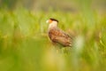 Southern Caracara, walking in the grass, Pantanal, Brazil. Portrait of birds of prey Caracara plancus. Caracara in green grass veg Royalty Free Stock Photo