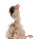 Southern Caracaras, 12 hours old, chick sitting Royalty Free Stock Photo