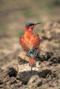 Southern carmine bee-eater looks round on rock Royalty Free Stock Photo