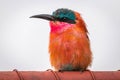 Southern carmine bee-eater, Madikwe Game Reserve, South Africa.