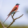 Southern carmine bee eater Royalty Free Stock Photo