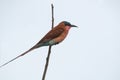 Southern Carmine Bee-eater (Merops nubicoides)