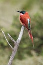 The southern carmine bee-eater Merops nubicoides formerly carmine bee-eater sitting on the branch with green background