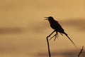 Southern Carmine Bee-eater in South Luangwa National Park, Zambia Royalty Free Stock Photo