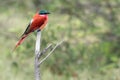 The southern carmine bee-eater Merops nubicoides or carmine bee-eater sitting on the branch with green background