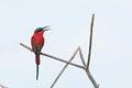 The southern carmine bee-eater Merops nubicoides sitting on the dry small branch, white sky in the background