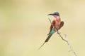 Southern Carmine Bee-eater (Merops nubicoides), South Africa