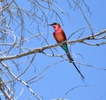 Southern carmine bee-eater Merops nubicoides Royalty Free Stock Photo