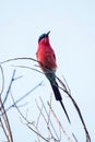 Southern Carmine Bee-eater - Okavango Delta - Moremi N.P. Royalty Free Stock Photo