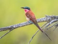 Southern carmine bee eater perched Royalty Free Stock Photo