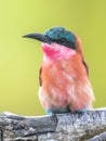 Southern carmine bee eater portrait