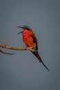 Southern carmine bee-eater sings on dead branch Royalty Free Stock Photo