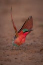 Southern carmine bee-eater takes off from sand Royalty Free Stock Photo