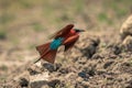 Southern carmine bee-eater takes off from stone Royalty Free Stock Photo