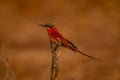 Southern carmine bee-eater on twig in profile Royalty Free Stock Photo
