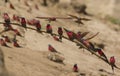 Southern Carmine Bee-eaters (Merops nubicoides)