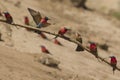 Southern Carmine Bee-eaters and a White-fronted Bee-eater