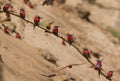 Southern Carmine Bee-eaters (Merops nubicoides) and a White-fronted Bee-eater (Merops bullockoides)