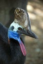 Southern Cassowary Royalty Free Stock Photo