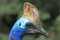 Southern cassowary Royalty Free Stock Photo