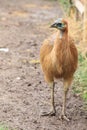 Southern cassowary