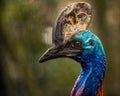 Portrait of The Southern Cassowary Royalty Free Stock Photo