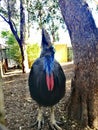 Southern Cassowary @ Featherdale wild park