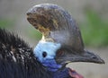 Southern cassowary , australia, emu ostrich