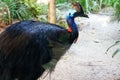 Southern Cassowary bird, close up Royalty Free Stock Photo