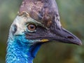 Southern cassowary