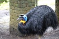Southern cassowary, Casuarius casuarius, also known as double-wattled cassowary, Australian big forest bird, detail hidden portrai