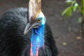 Southern cassowary, Casuarius casuarius, also known as double-wattled cassowary, Australian big forest bird, detail hidden portrai Royalty Free Stock Photo