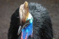 Southern cassowary, Casuarius casuarius, also known as double-wattled cassowary, Australian big forest bird, detail hidden portrai