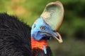 The southern cassowary Casuarius casuarius also known as double-wattled cassowary, Australian cassowary or two-wattled cassowary Royalty Free Stock Photo